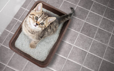 Top 10 Things About Your Kitty’s Litter Box