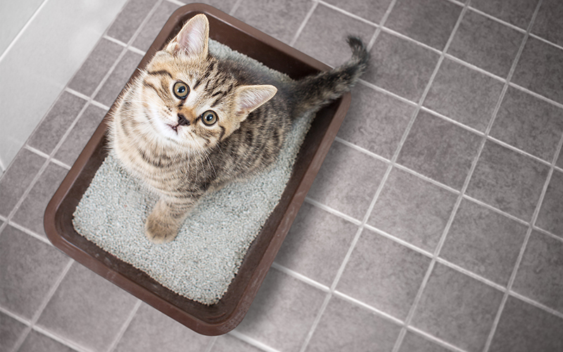 Top 10 Things About Your Kitty’s Litter Box