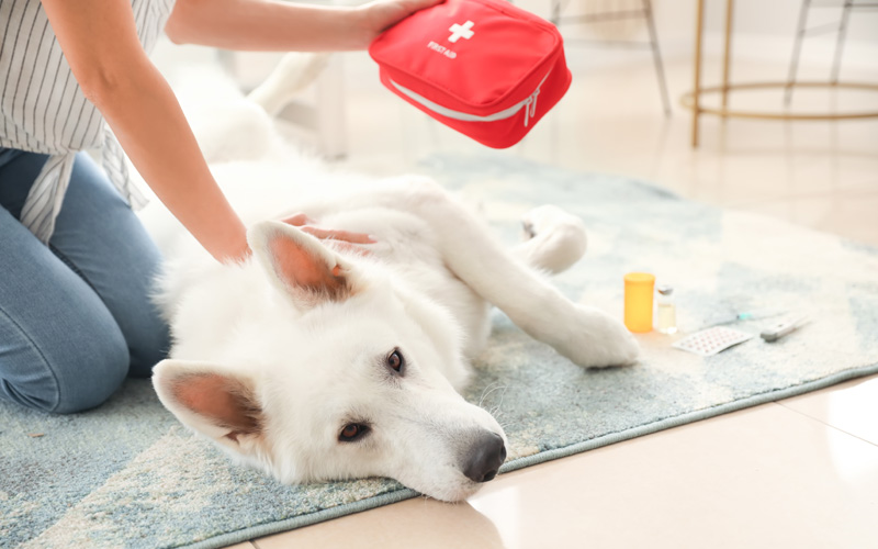 Helping Pet Owners Prepare Pet First Aid Supplies