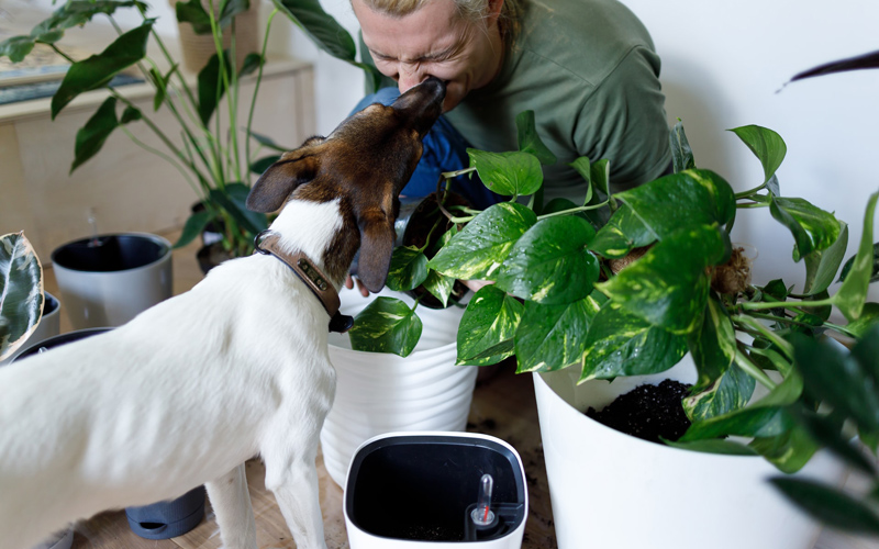 pet friendly gardening