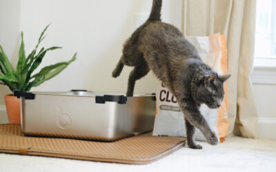 Importance of Cat Litter Scooping
