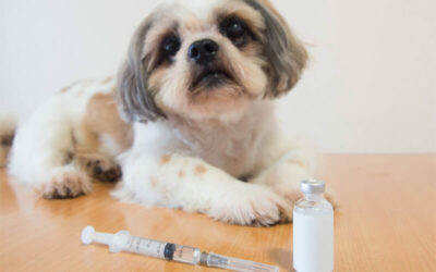 Diabetes in Dogs – Know the Warning Signs