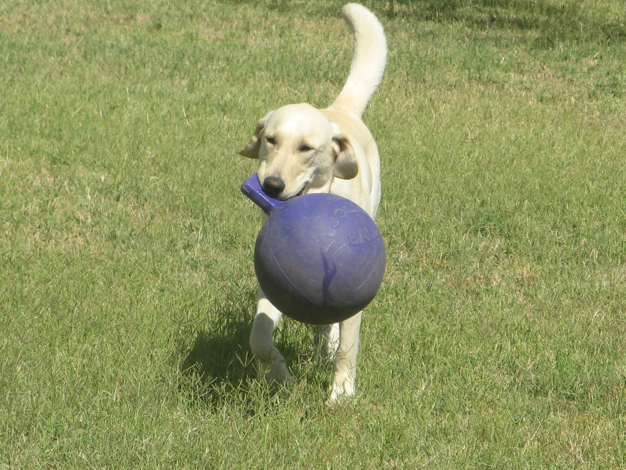 dog playing