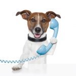 dog on the phone talking and calling