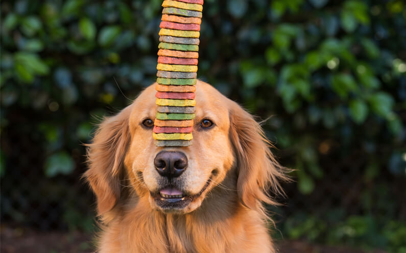 5 Warning Signs of Feeding Your Pup Too Many Dog Treats
