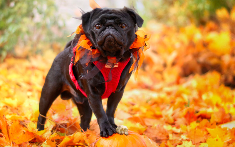 halloween safety tips for pets