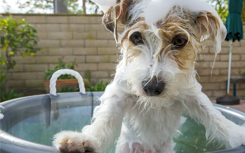 Keep Your Dog Calm During Grooming