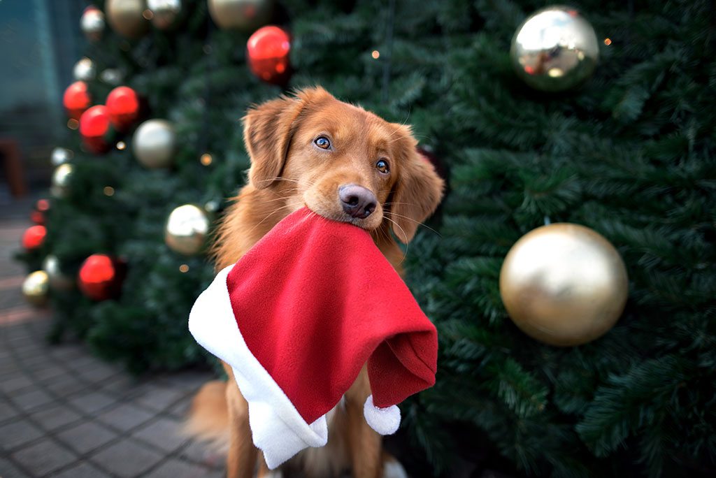 Christmas Decorations for Pets
