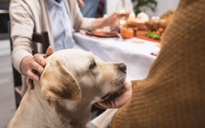 Holiday Foods for Pets