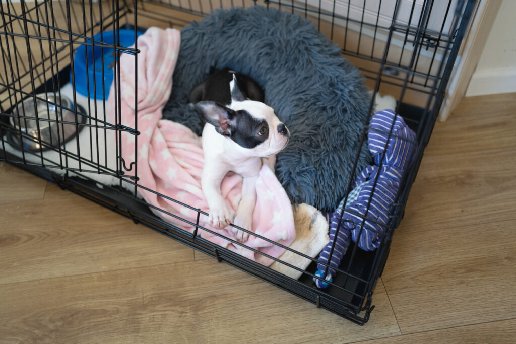 Puppy care tips: Boston Terrier puppy in a cage, crate with the door open. Her bed and blanket, plus toys and bowls can be see in the cage.