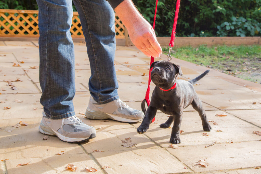 Puppy care tips: A cute black Staffordshire bull terrier puppy with a red collar and red leash, standing on three legs, being trained by a man in jeans and trainers holding a treat for the puppy.