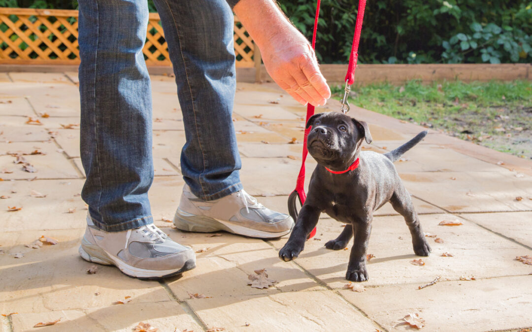 Essential Puppy Care Tips: From House Training to Socialization