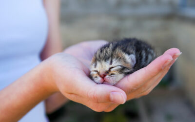 Welcoming Spring Kittens: A Guide to Care and Preparation