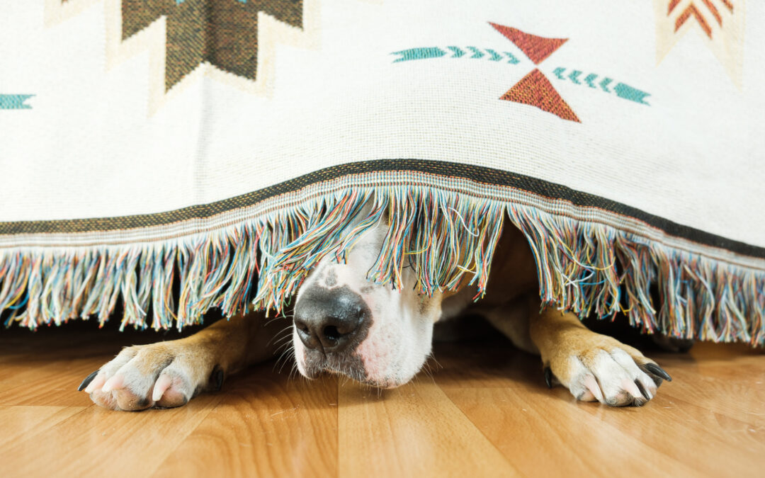 Keep Your Critters Calm: The Importance of a 4th of July Care Plan