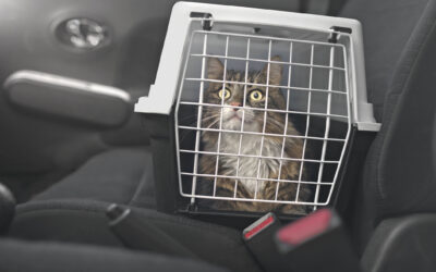 How to Get Your Cat in a Carrier: Essential Tips for Stress-Free Transport